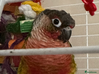 Conures birds - Advert 1