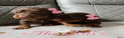 Cocker Spaniel dogs for sale: 🐶💫Traditional Working Cocker pups🐶💫 in Middlewich - Advert 7