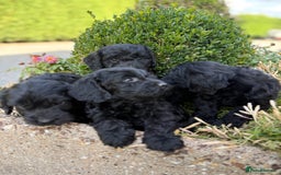 Cockapoo dogs for sale: F1 cockapoos girls  - Image 3