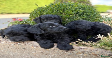 Cockapoo dogs - Advert 14