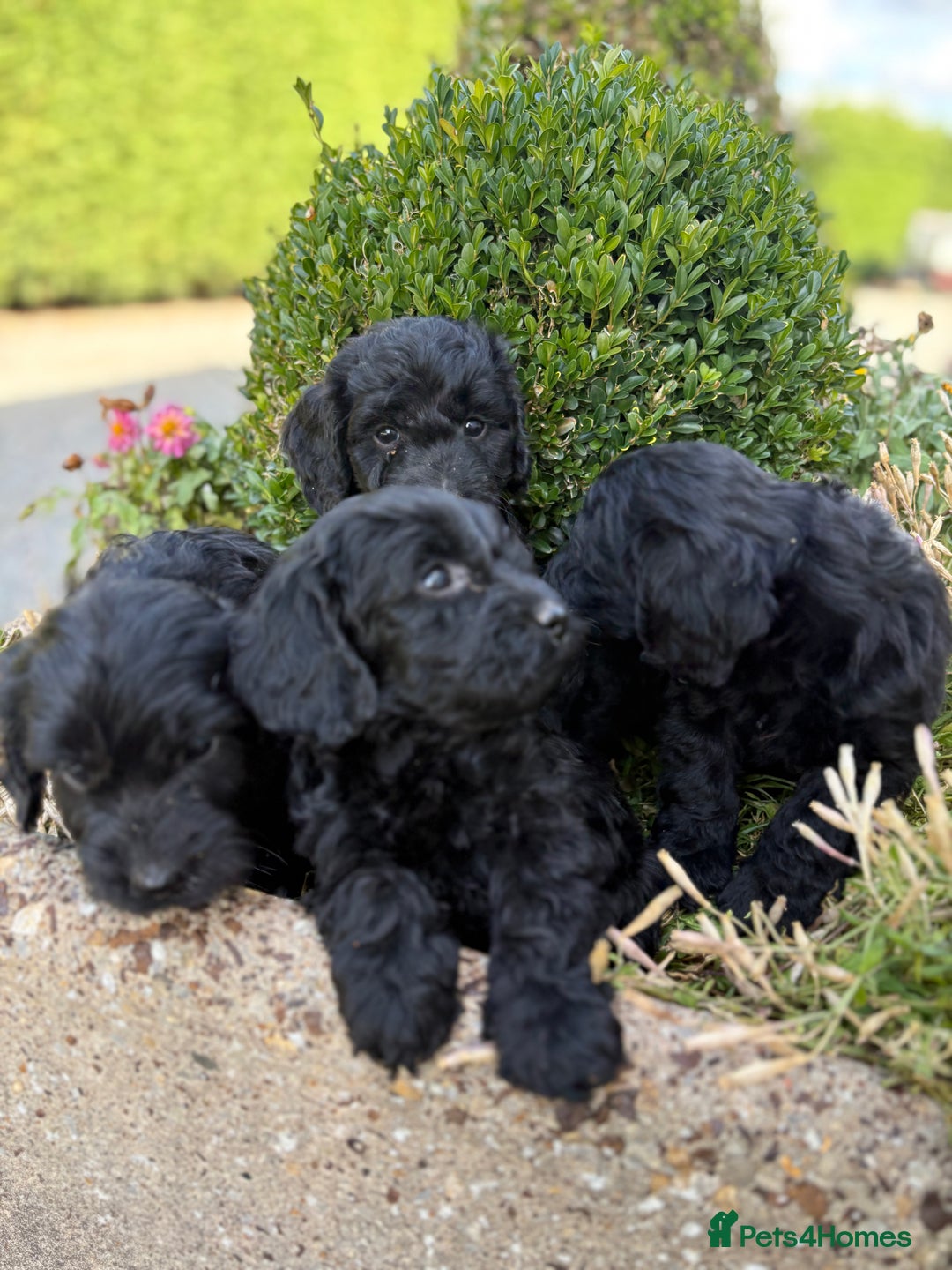 Cockapoo dogs for sale: F1 cockapoos girls  - Image 3