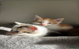 Persian cats for sale: mixed bombay and persian kittens  - Image 17