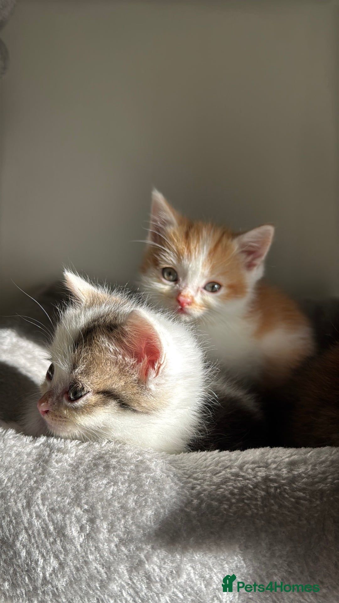 Persian cats for sale: mixed bombay and persian kittens  - Image 17