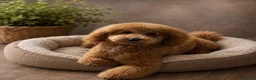 Cockapoo dogs for sale: F1b cockapoo puppies - DNA health test clear  - Advert 40