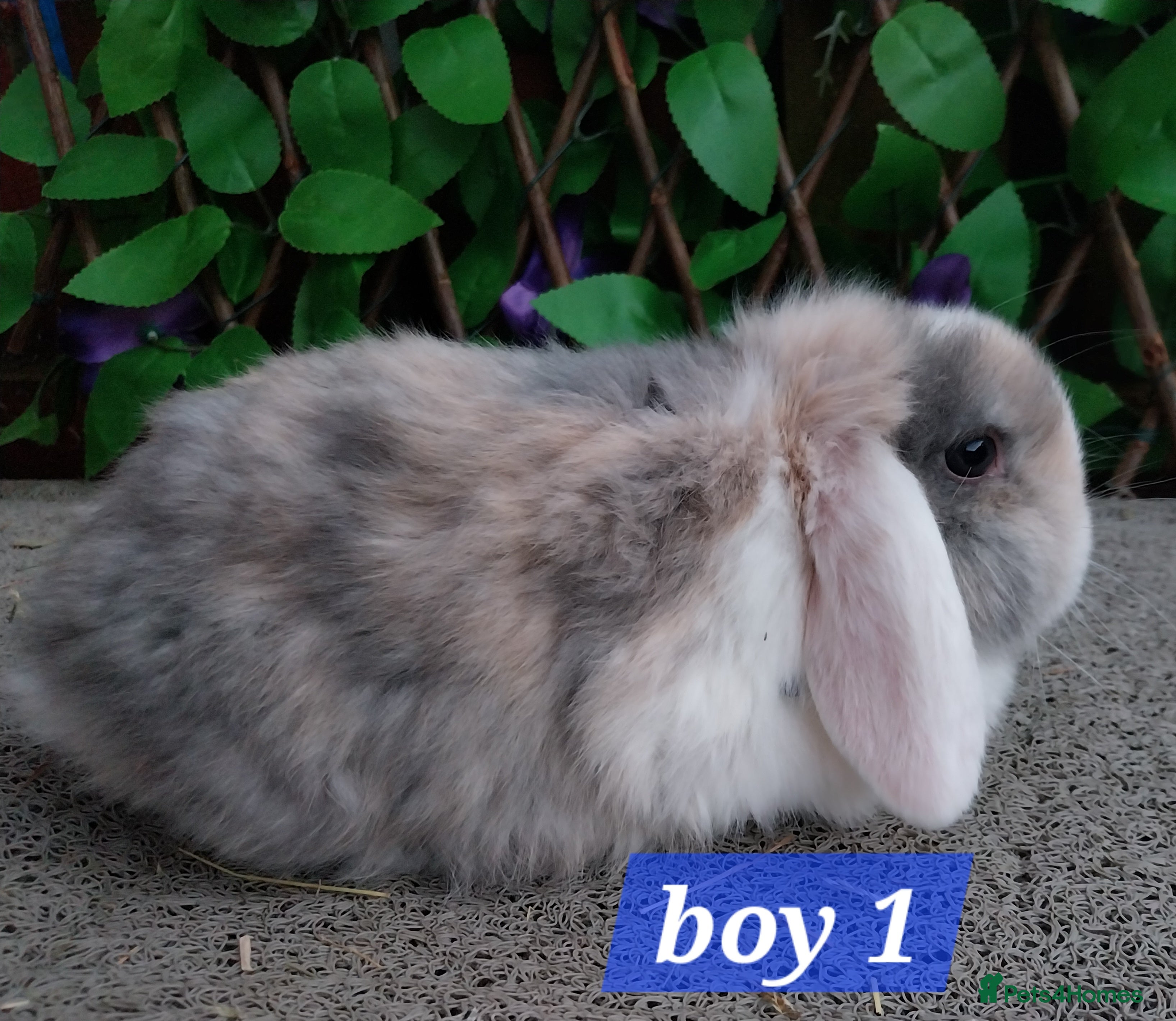 Mini Lop rabbits Mini lop  - Advert 7