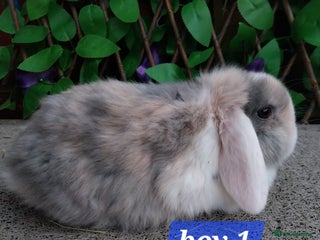 Mini Lop rabbits Mini lop - Advert 7