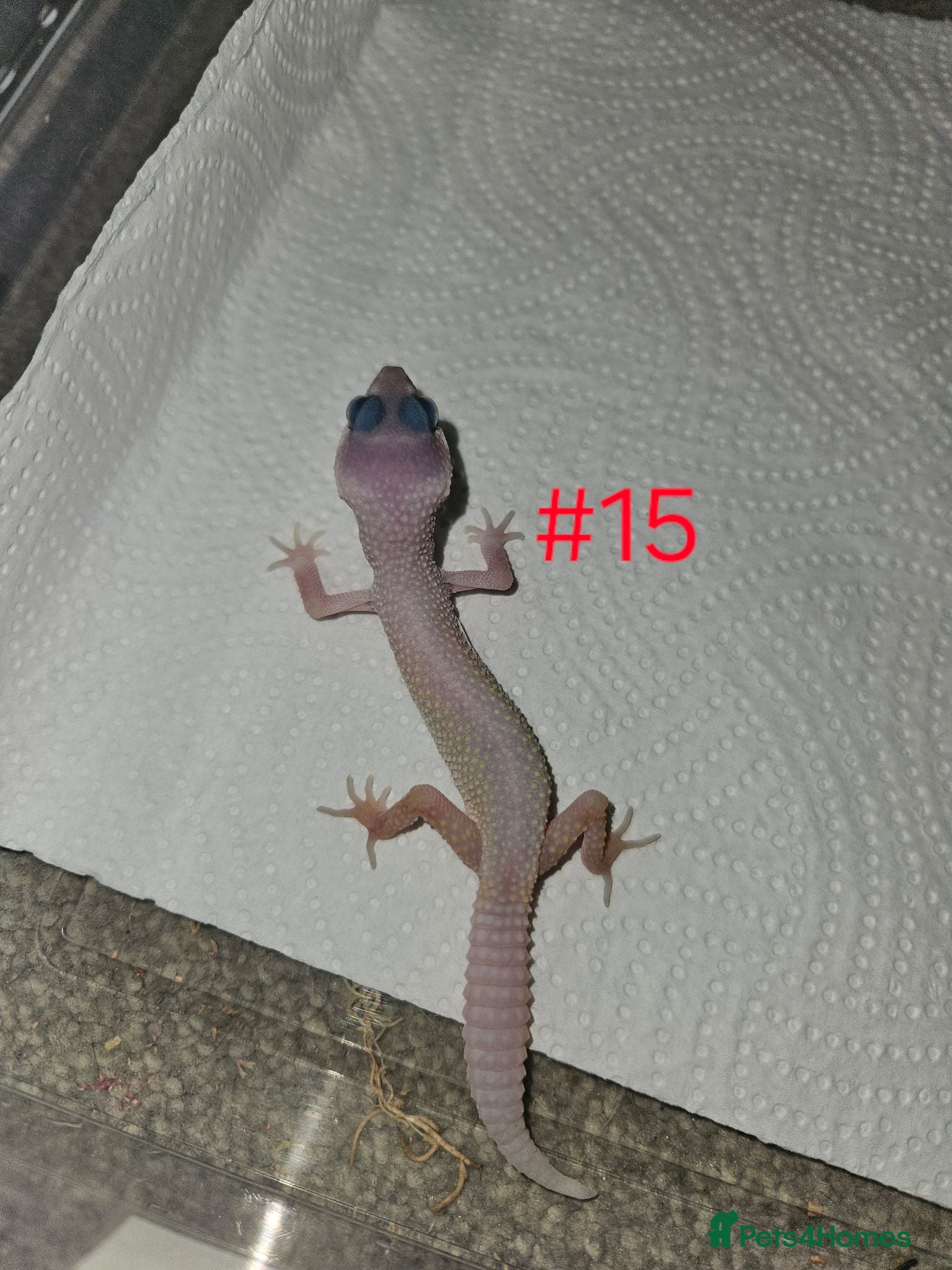 Leopard Gecko reptiles Leopard geckos available  - Advert 7