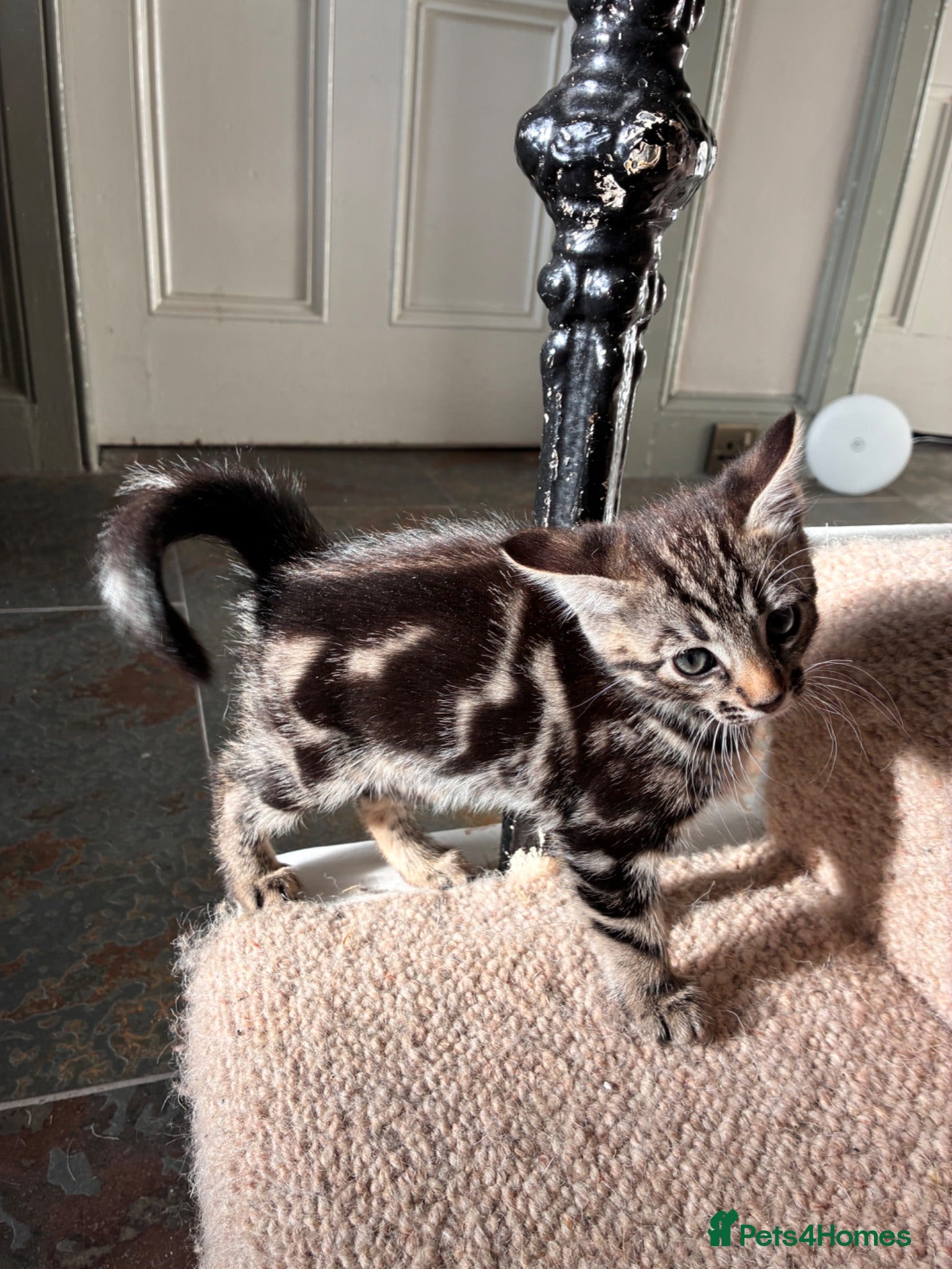 Bengal cats Bengal cross kittens  - Advert 1