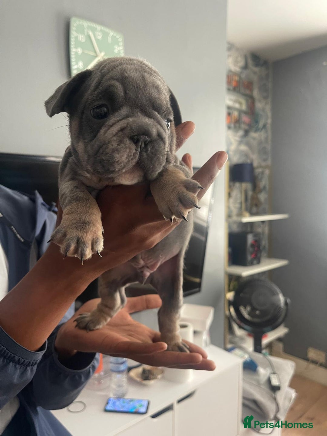 French Bulldog dogs for sale: beautiful frenchies - Image 18