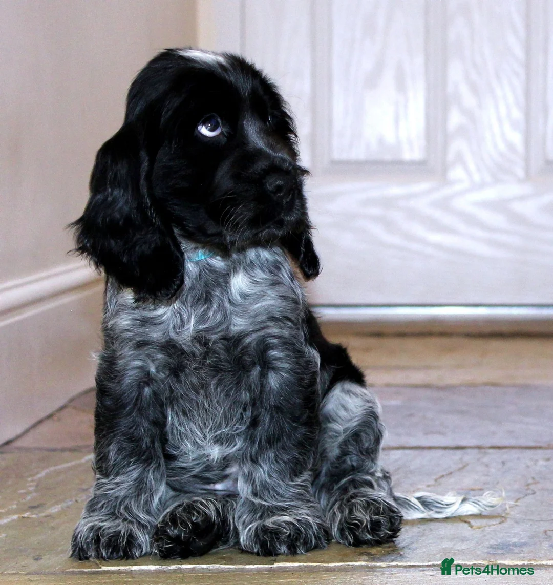 Cocker Spaniel dogs for sale: KC registered Cocker Spaniel.  - Advert 6