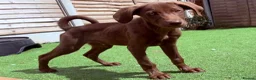 Mixed Breed dogs for sale: Waiting to Go -Stunning Husky Shepherd x Weim Boys - Advert 8
