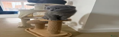 Scottish Fold 1