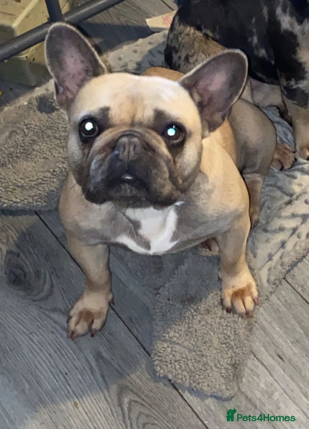 French Bulldog dogs for sale: True type french bulldogs  - Advert 1