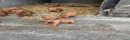 Hungarian Vizsla dogs for sale: Hungarian Viszla Puppies For sale in Church Stretton - Advert 5