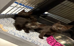 Mixed Breed cats for sale: beautiful kittens  - Image 4