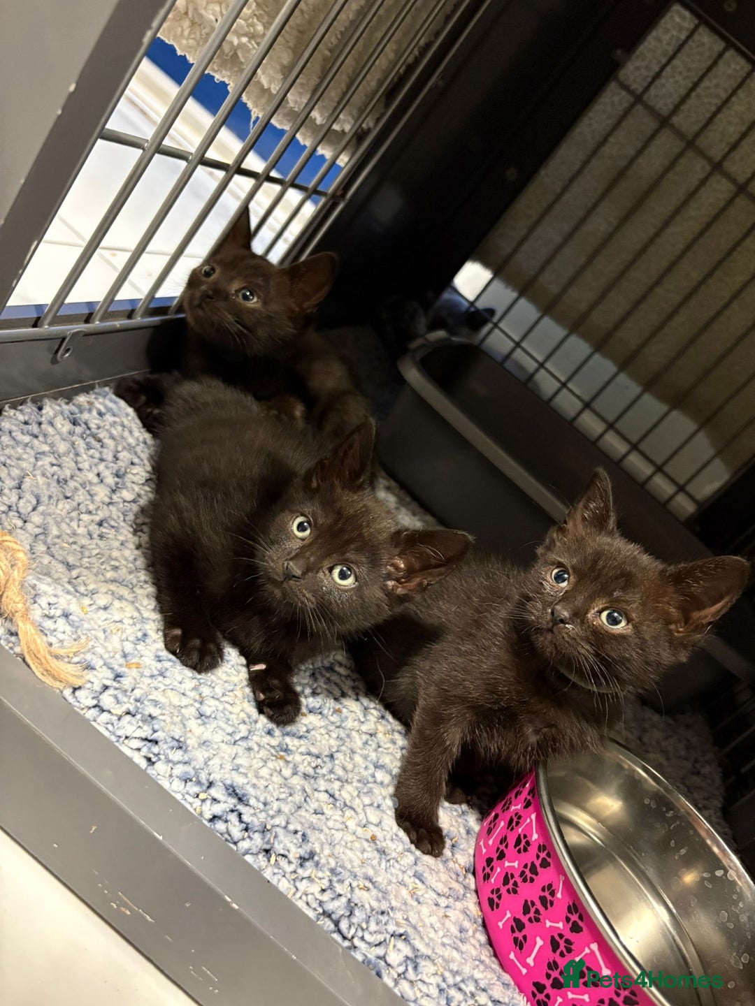 Mixed Breed cats for sale: beautiful kittens  - Image 4