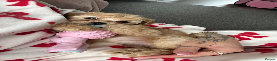 Cavapoo Puppy girl