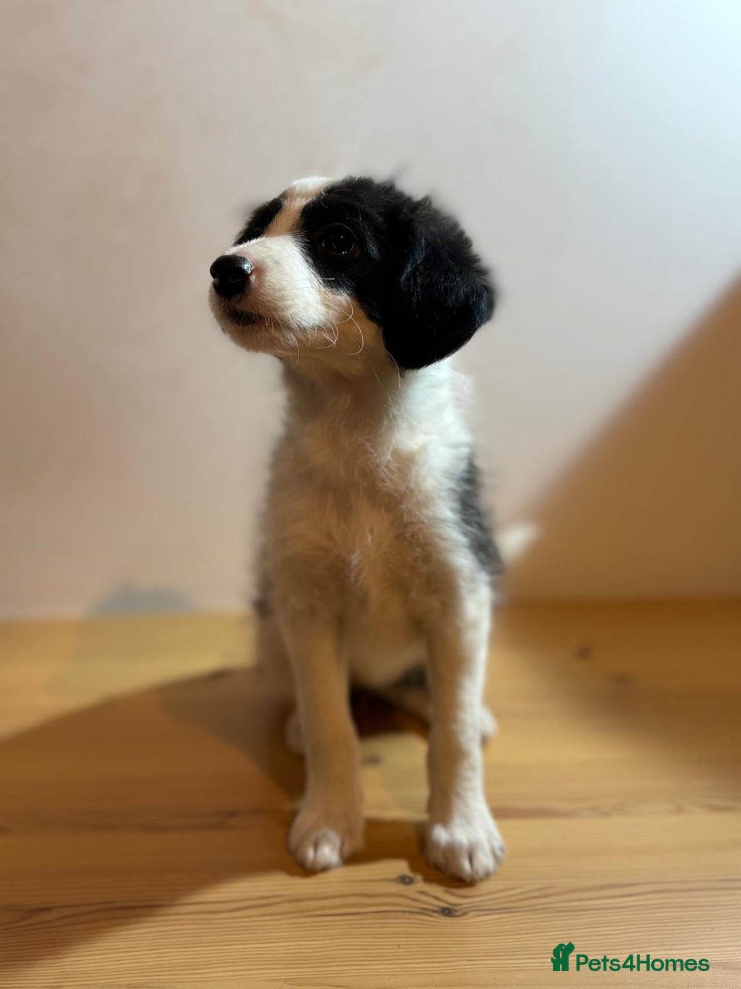 Mixed Breed dogs for sale: Stunning litter of Welsh Collie X Toy Poodle - Advert 13