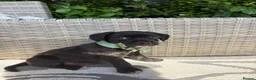 Mixed Breed dogs for sale: Cavajack puppy’s  - Advert 7
