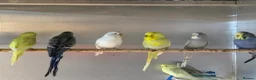 Budgerigars birds for sale: Budgies Breeding pairs and youngsters  - Advert 5