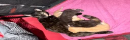 Mixed Breed cats for sale: 8 week Sweet Kittens looking for there 4Ever Homes - Advert 2