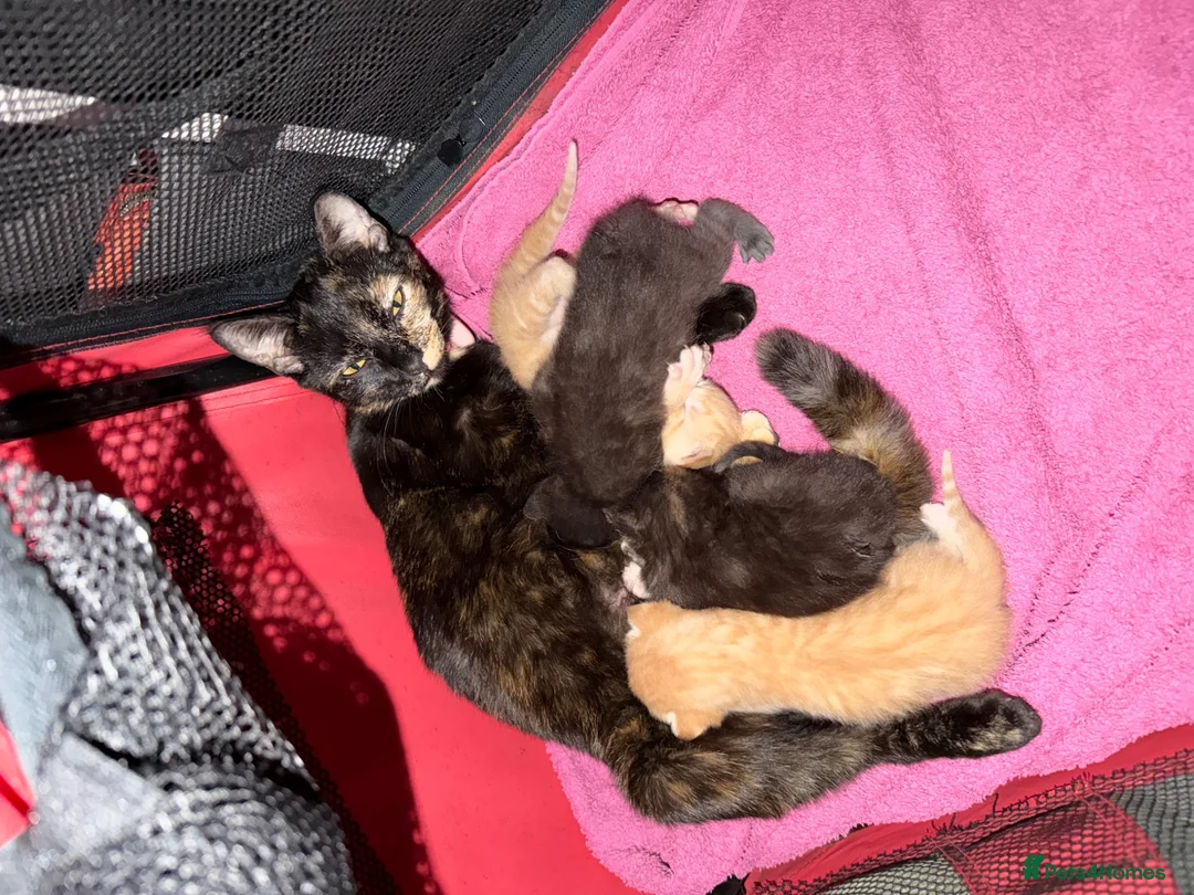 Mixed Breed cats for sale: 8 week Sweet Kittens looking for there 4Ever Homes - Advert 2