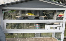 Budgerigars birds for sale: 2 Male Budgies - Image 4