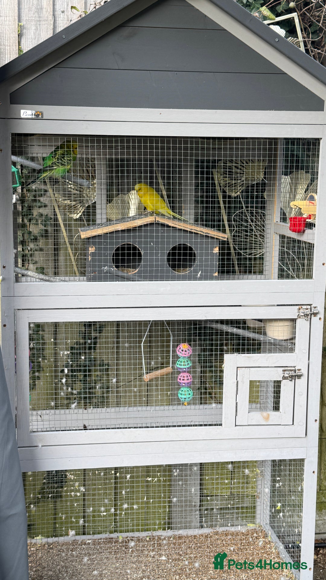 Budgerigars birds for sale: 2 Male Budgies - Image 4