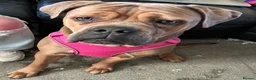 Cane Corso dogs for sale: FREYA/////1 year old female cane corso  - Advert 3