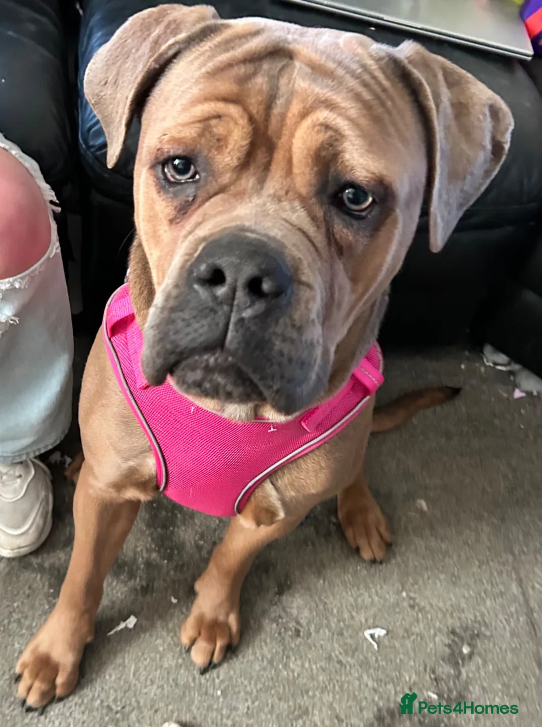 Cane Corso dogs for sale: FREYA/////1 year old female cane corso  - Advert 3