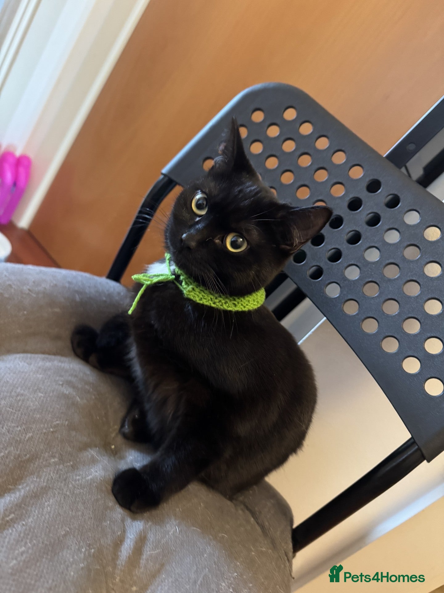 Domestic Shorthair cats Sweet Young Tuxedo Girl Seeking a Caring Home - Advert 11