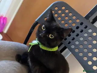 Domestic Shorthair cats Sweet Young Tuxedo Girl Seeking a Caring Home - Advert 11