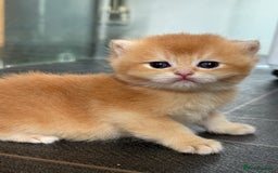 British Shorthair cats for sale: GCCF reg BSH & BLH Chocolate/Black Golden Kittens - Image 2