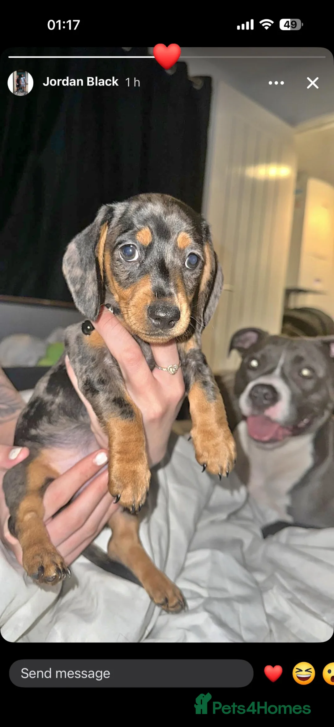 Miniature Dachshund dogs for sale: Miniature dashound merle in Workington - Advert 2