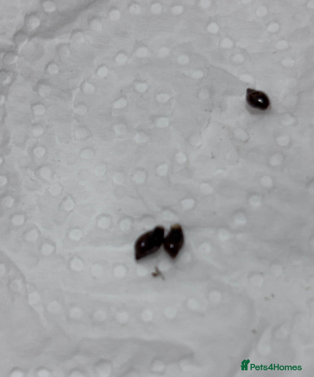 Snails invertebrates for sale: Aquarium snails  - Advert 6