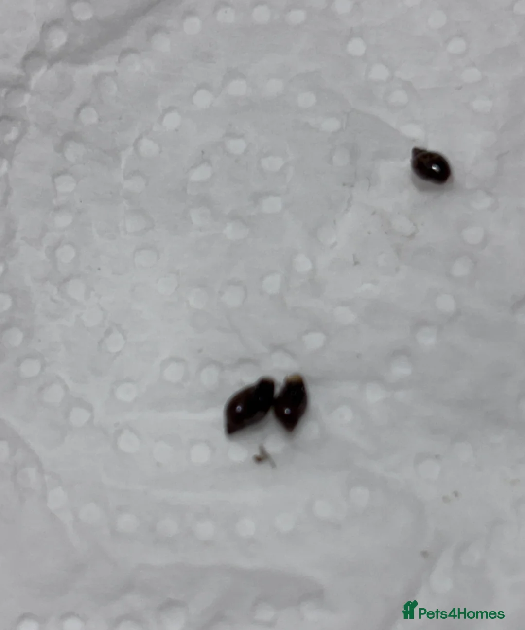 Snails invertebrates for sale: Aquarium snails  - Advert 7