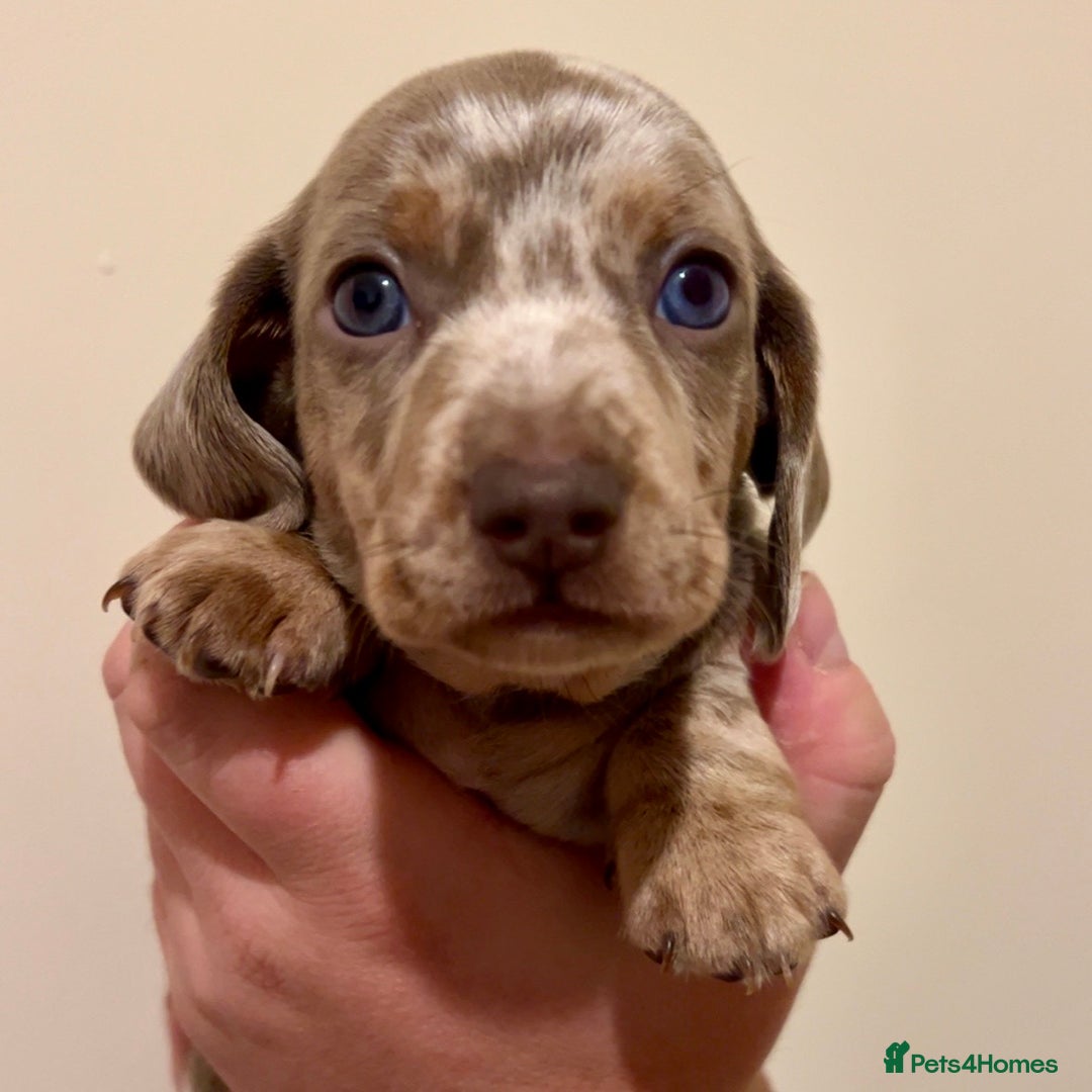 Miniature Dachshund dogs for sale: 🐾Beautiful kc mini dachshund pups ready 20 Dec🐾 - Advert 5
