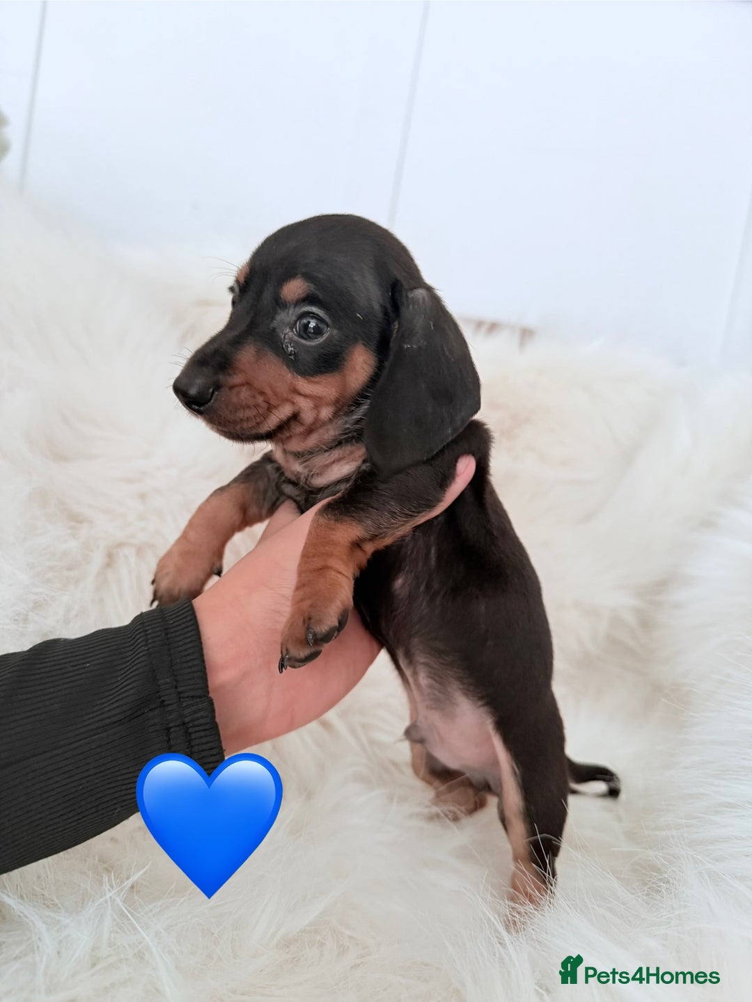 Miniature Dachshund dogs for sale: Stunning litter of Dapples 5 ⭐ Licensed Breeder - Image 13