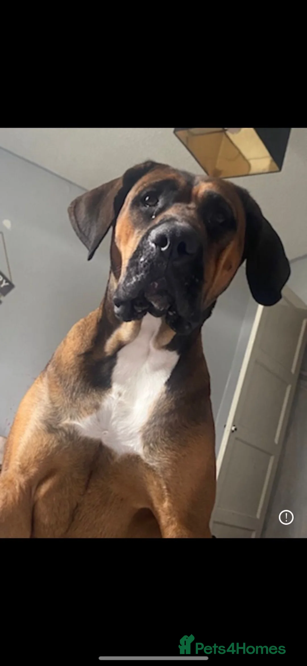 Presa Canario dogs for sale: Bonnie 4 yr old presa canario  in Llanelli - Advert 2