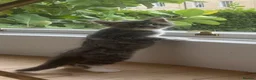 Maine Coon cats for sale: Beautiful Maine coon kittens 🐱  - Advert 27