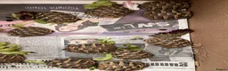 Tortoise reptiles for sale: Stunning baby Hermann Tortoises CB in the UK - Advert 3