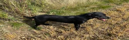 Labrador Retriever dogs for sale: 💛 Coretta 💛 Yellow Labrador Girl 💛 Ready Now 💛 - Advert 16
