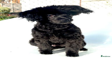 Pomapoo dogs Adorable little male F1 pomapoo puppy. - Advert 8