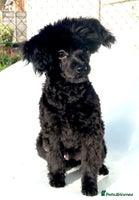 Pomapoo dogs Adorable little male F1 pomapoo puppy. - Advert 2