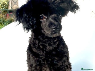 Pomapoo dogs Adorable little male F1 pomapoo puppy. - Advert 17