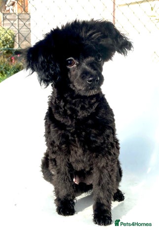 Pomapoo dogs Adorable little male F1 pomapoo puppy. - Advert 4