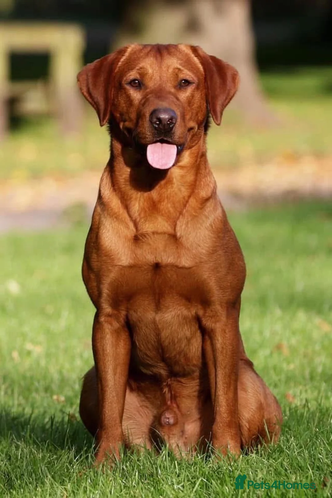 Labrador Retriever dogs for sale: KC Registered, Fox Red Labrador Retriever Puppies - Advert 10