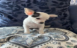 Chihuahua dogs for sale: 2 beautiful girl pups for sale  - Image 3