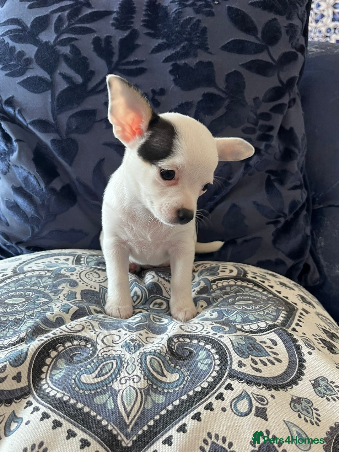 Chihuahua dogs for sale: 2 beautiful girl pups for sale  - Image 3