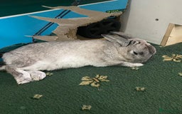 Mixed Breed rabbits for sale: Adorable Grey Male Bunny For Sale! - Image 5